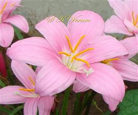  Flower with 6 tepals, 6 stamens and 4-fid stigma